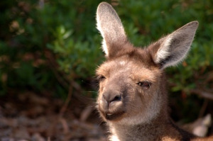 Kangaroo Island - South Australia