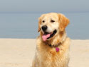 Keeping your dog safe at the beach