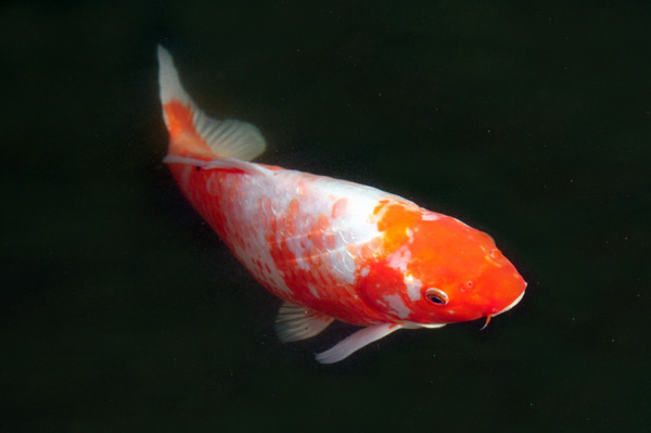 Koi Fish Fish