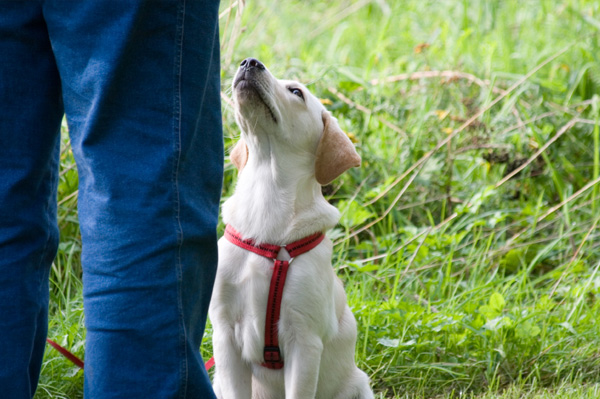 Lab puppy learning to sit.