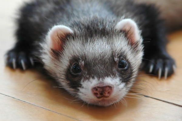 Lethargic Ferret