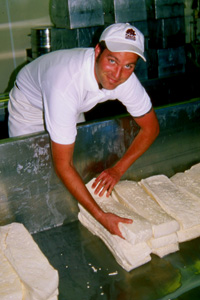 Making Cheese