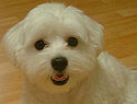 Top 10 small breed dogs