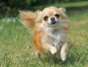 Meet the breed: Chihuahuas