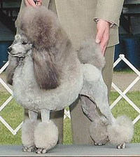 Miniature Poodle