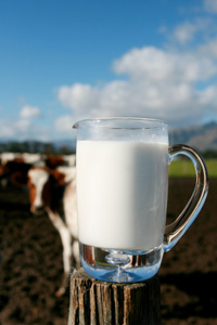 Mug of Organic Milk