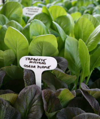 Mustard Greens