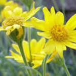 ARNICA 