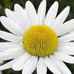  CHAMOMILE 