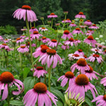 ECHINACEA 