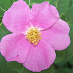 WILD ROSE OR ROSEHIP OIL 