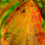  WITCH HAZEL 