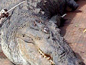 The Outback Wrangler rescues animals in the NT