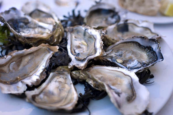 Oysters on Plate