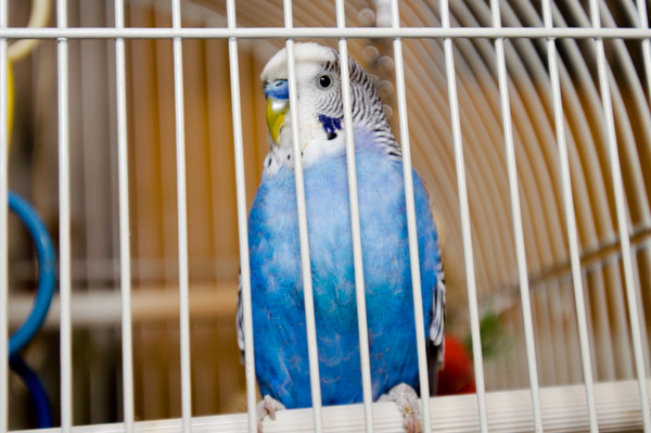 Parakeet in Cage