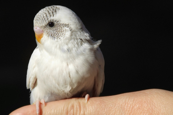 Parakeet perched on finger