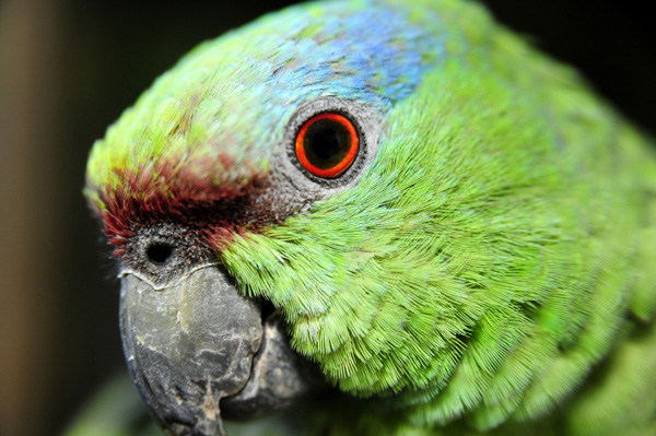 Common eye disorders in birds