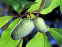 The benefits of paw paw cream