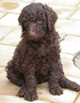 Poodle