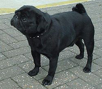 Pugs