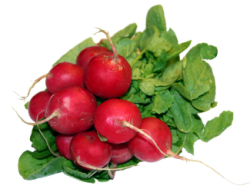 Radishes