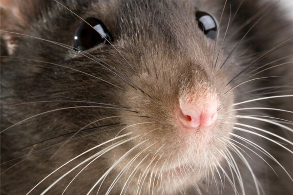 Urinary stones in rats
