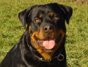 Top 10 large breed dogs