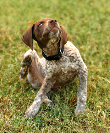 Scratching Dog