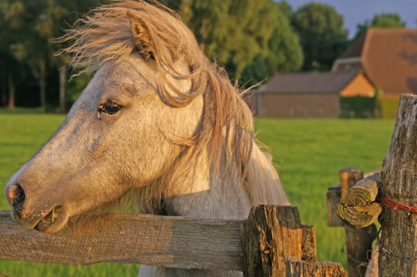 senior horse