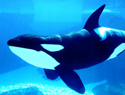 10 Years alone: Shouka the killer whale