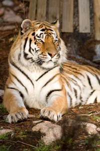 Siberian Tiger