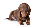 Top 10 small dog breeds
