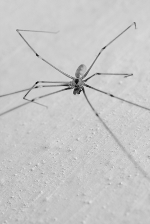 Spider on wall