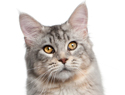 The pet suitcase: 12 Items to pack for your cat