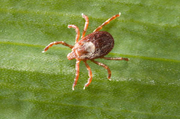 Tick on Green