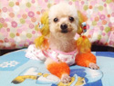 Top 10 Non-Shedding Dogs Breeds Top 10 Non-Shedding Dogs Breeds