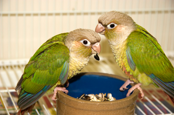 Two conures eating from a dish