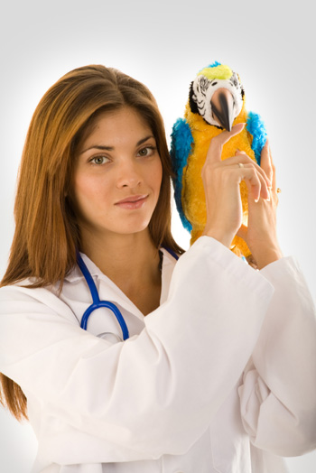 Vet with Parrot