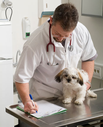 Vet with Small Dog