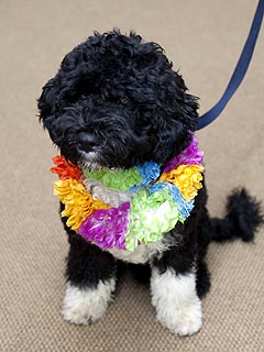 Bo is set for his White House debut