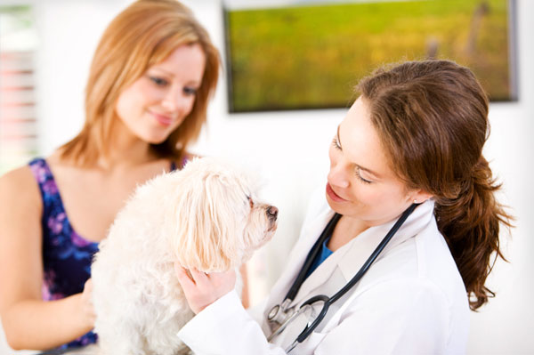 Woman bringing white dog to vet