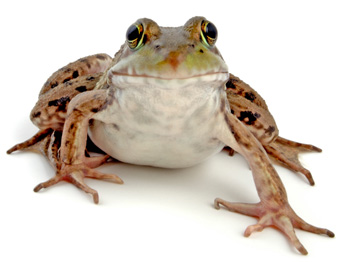 an amphibian