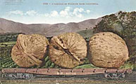 talltale3.jpg Tall Tales about Walnuts