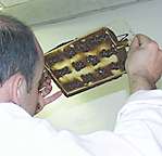 making chocolate easter eggs, jean francois houdre