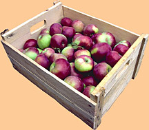 apples