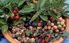 rose hips