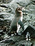 galapagos islands ,eco adventure travel
