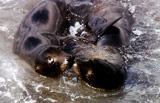 galapagos islands ,eco adventure travel