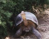 galapagos islands ,eco adventure travel