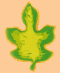 Maple Leaf Decorated Cookies